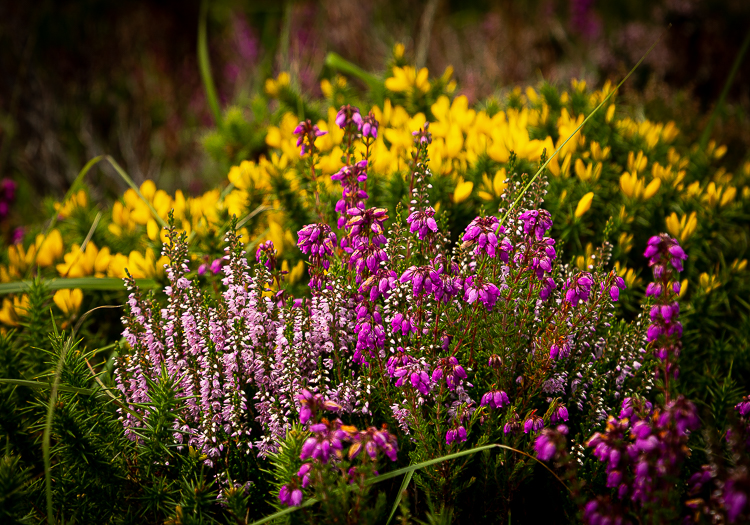 Heather and gorse provide colour to the hillside