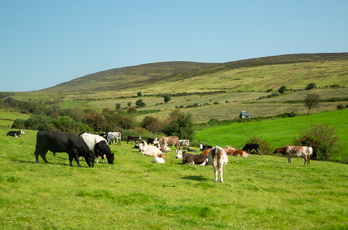 Cows graze in lush fields on the lower slopes of the Galtey Mountains