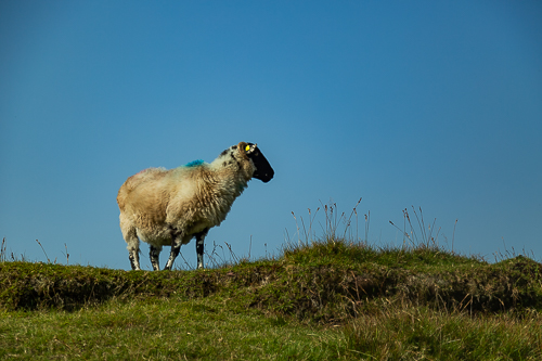 A Scottish Blackface sheep keeps an eye on activity in the Galtey mountains