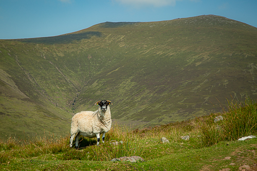 Whether it's Galtymore or the local sheep, both stand proudly for the camera