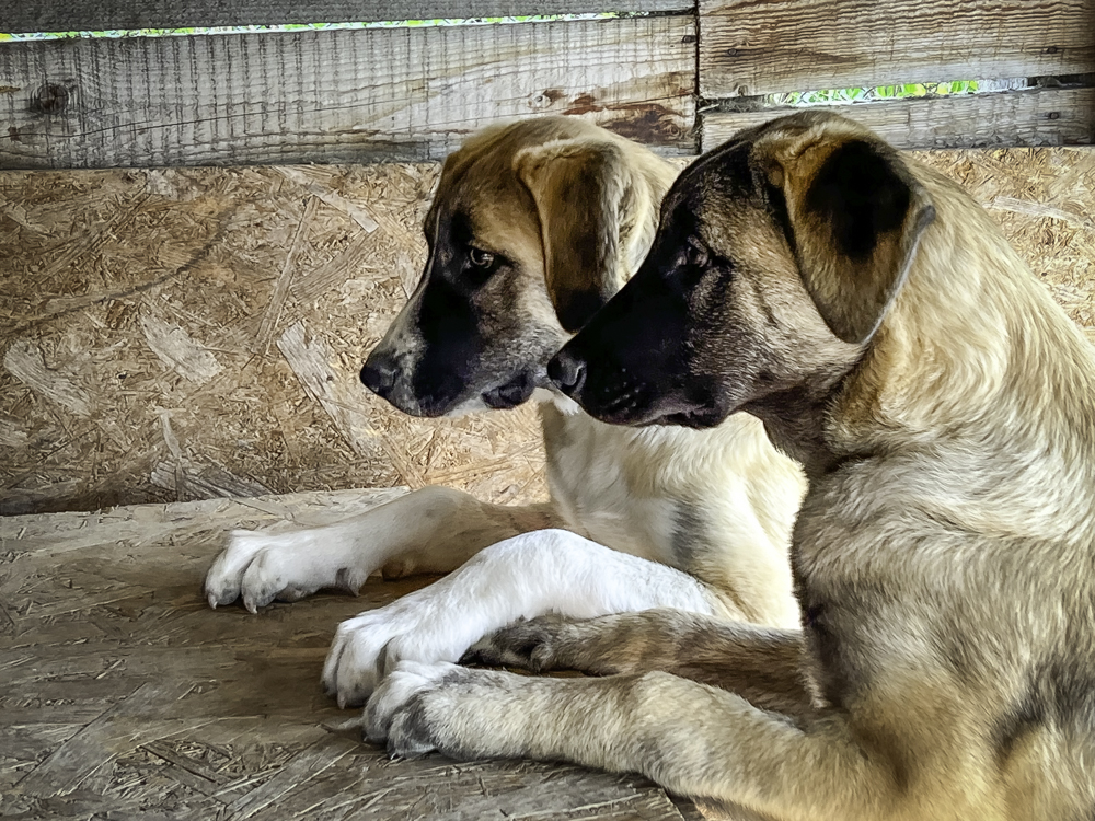 Jazzie and Josie await their food in anticipation