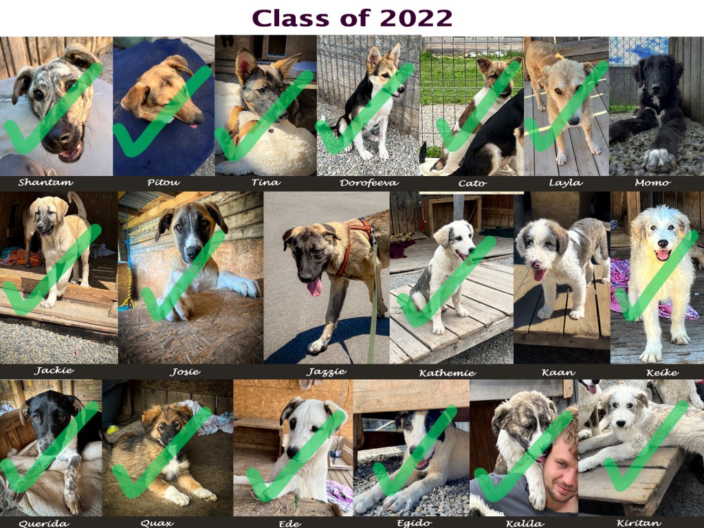 collage of rescued dogs showing those rehomed