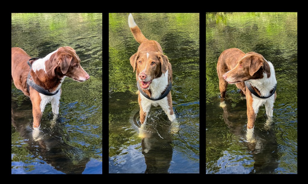 A triptych of images of Harry Hound, a mix breed rescue dog