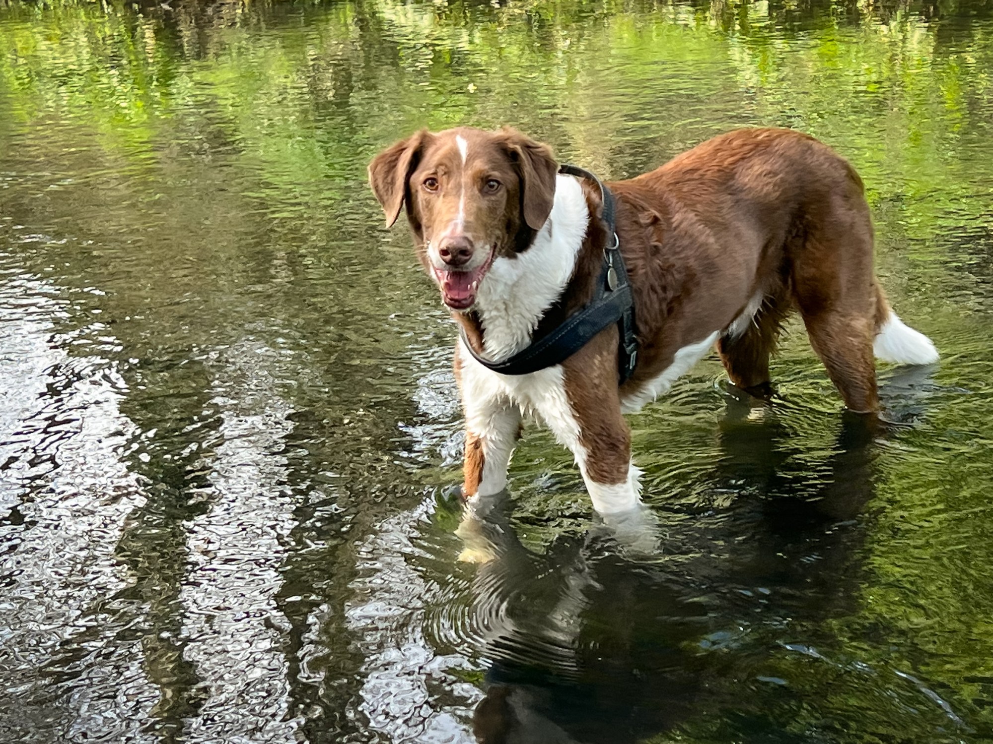 Harry Hound cools off in the Tramore River, Cork