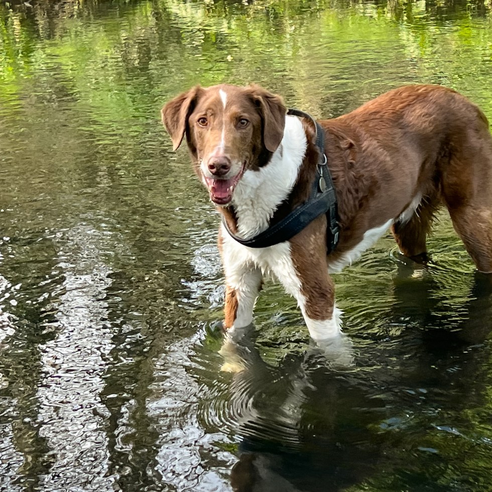 Harry Hound cools off in the Tramore River, Cork
